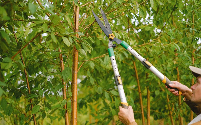 Tree trimming in Mcnary, AZ